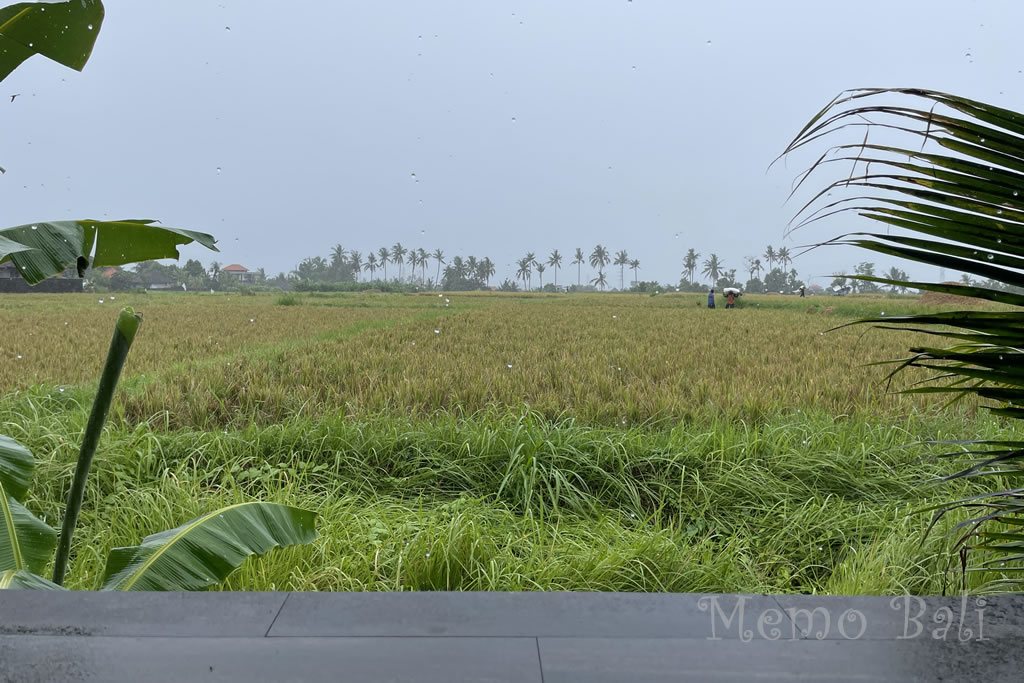バリ島「SAMSAM NANG BAGONG 89（サムサムナンバゴン89）」Memo Bali
