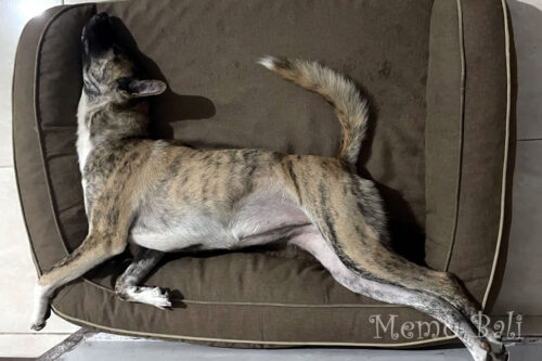 バリ島「Anjin Bali（バリ犬）」Memo Bali