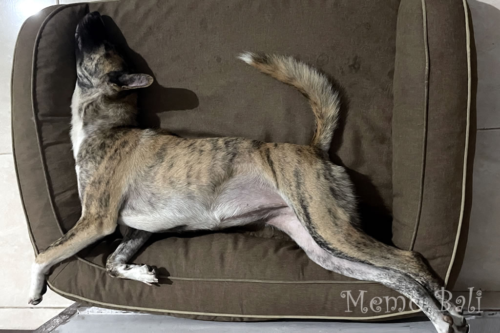 バリ島「Anjin Bali（バリ犬）」Memo Bali